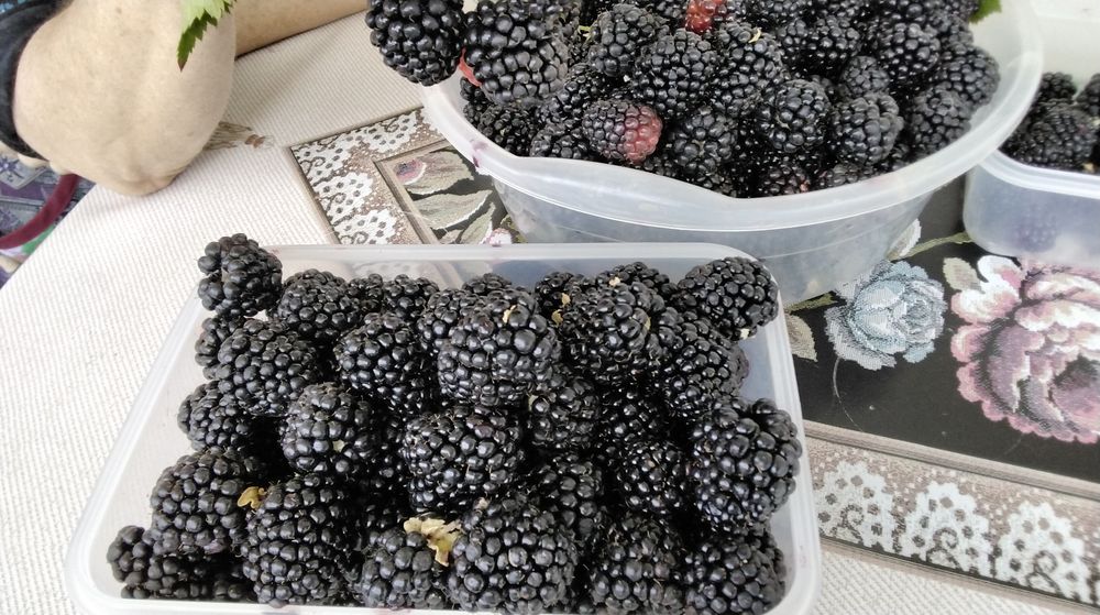 Ежевика бесшипная Triple crown (Тройная Корона) ТРЕХЛЕТКИ!!!