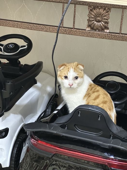 кот вислоухий 5месяцев