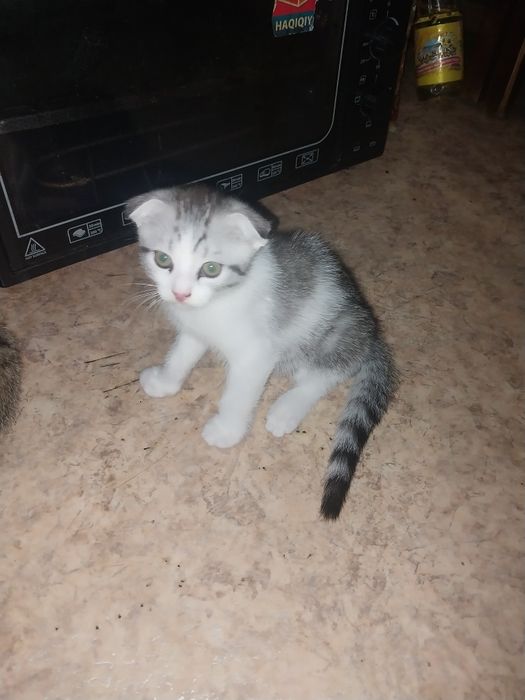 Продам котят британцы
