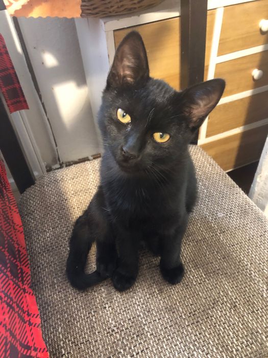 Pisoi negru pentru adoptie, il putem aduce si la domiciliul dumneavoastra.