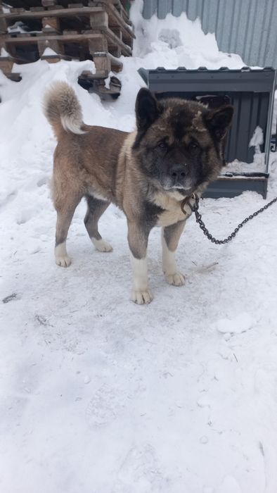 Вязка американская акита.