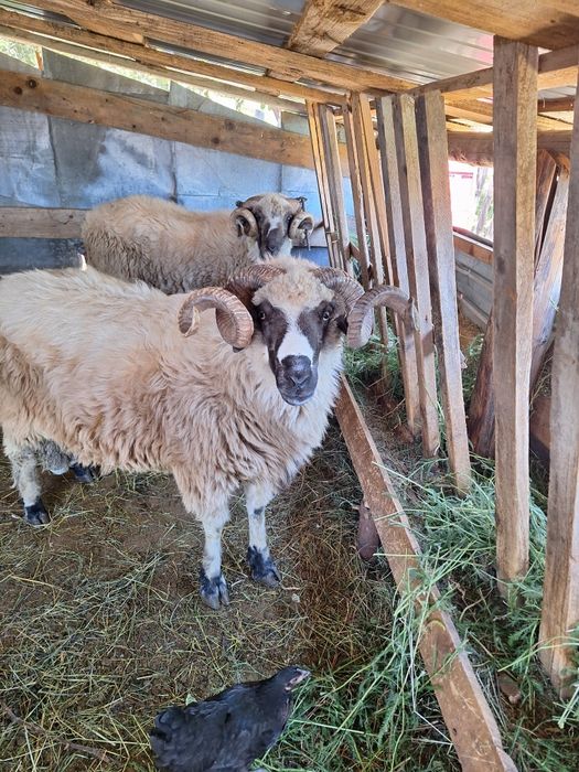 Berbeci de vanzare .