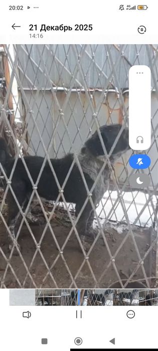 Alabay sotiladi erkek