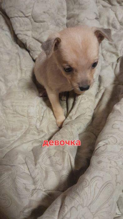 Щенки той терьера