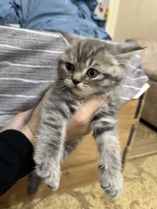 Продаются породистые котята