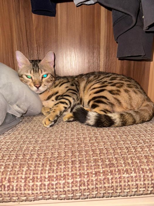 Бенгальская кошка 2 года