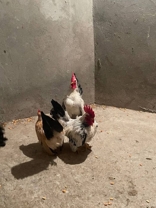 Yapon horoz sotiladi 200min