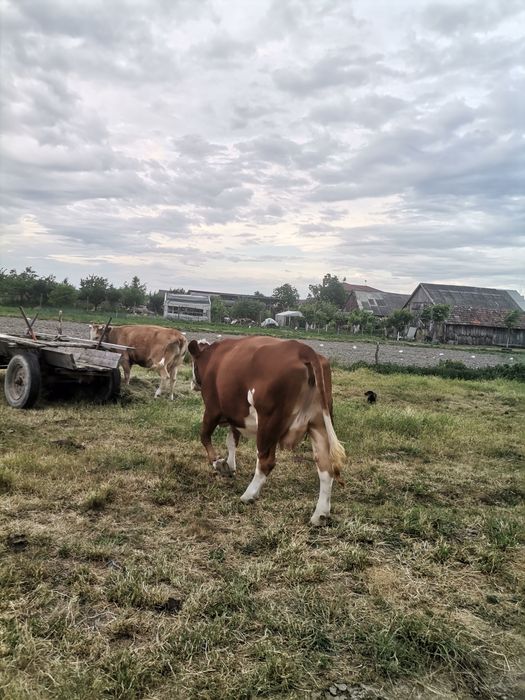 Vând vaca de 3 ani