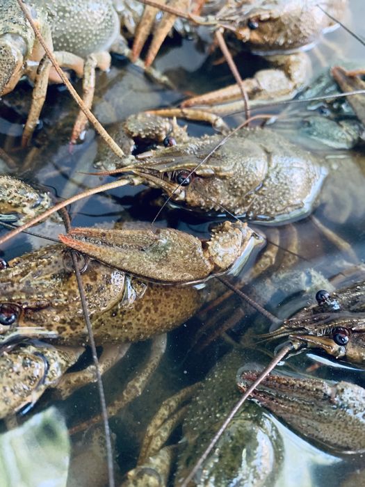 Живые, вареные , в рассоле раки