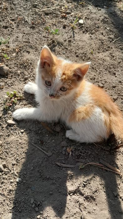 Отдам котят в хорошие руки