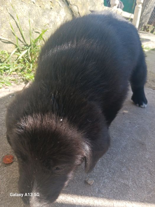 Подарявам овчарка