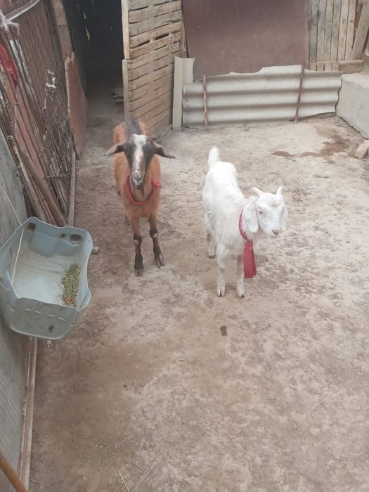 Ешки лагымен сатылады