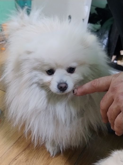 Померан , 2 момчета на 1 г.