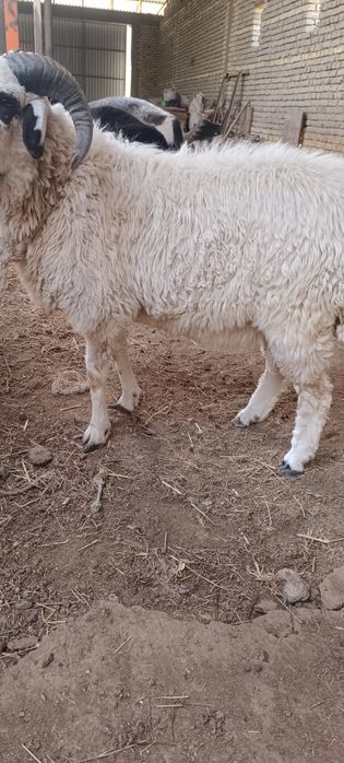 Buxoro Hisor qoʻchqorlari...