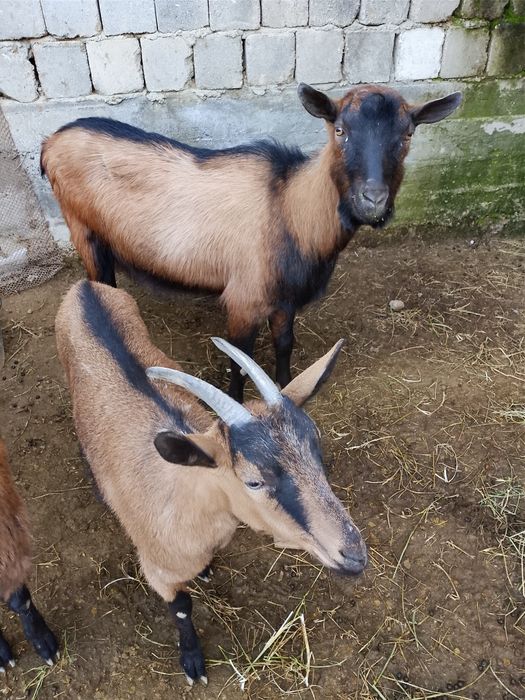 Тозза алпен така Самаркандда эчкиларни кочиришга