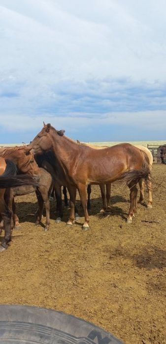 Продам три байтала