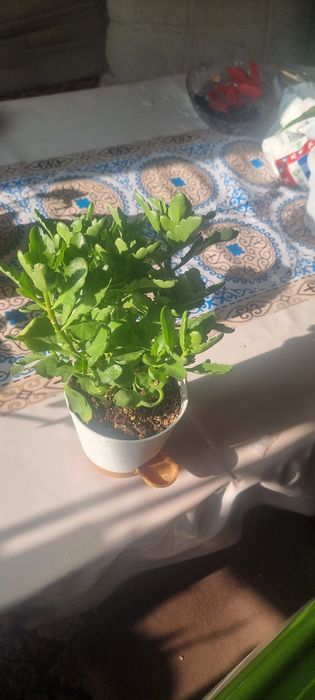 Продам цветы пересаженные удобренные