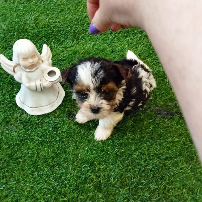 Продам щенка бивера