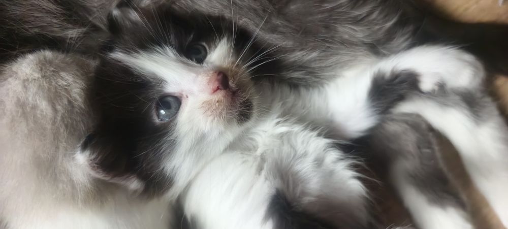 Отдам котят в добрые руки