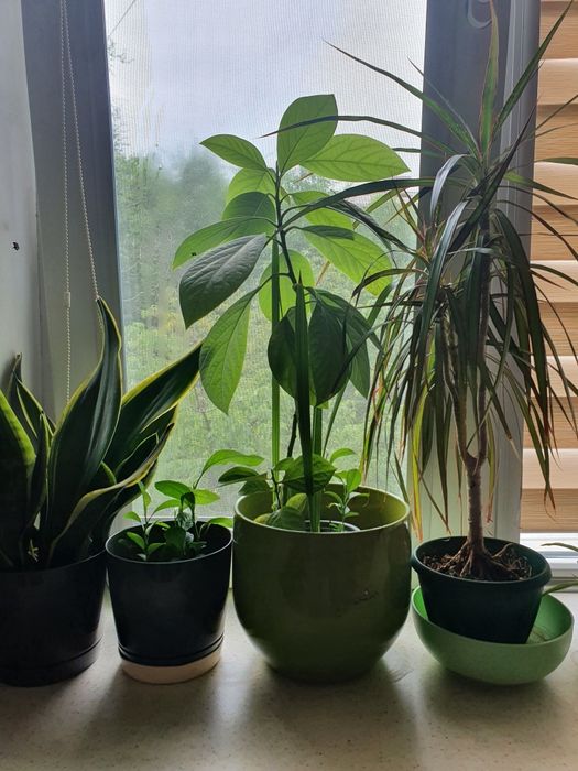 Комнатные растения