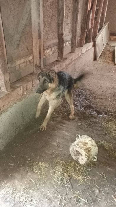 Nemis avzarkasi 2022