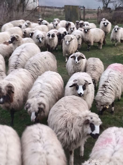 Cînd 30 de oi și 30 de botine