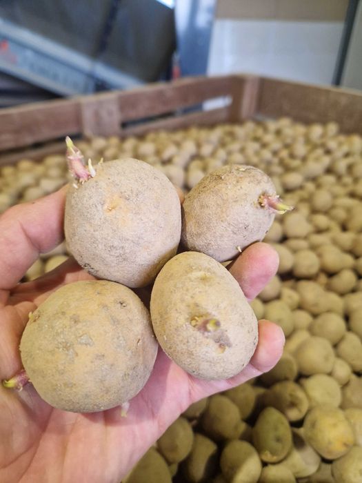 Cartofi de samanta Marabel , Red lady, Soraya