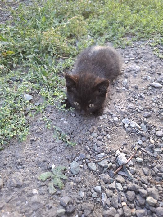 Отдам котенка в добрые руки