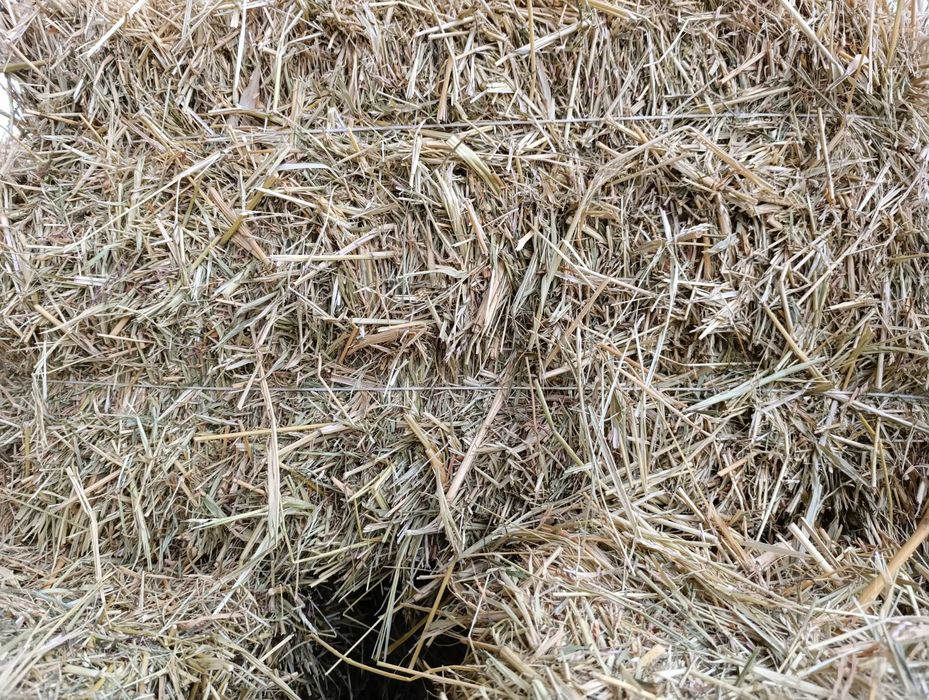 Суданская трава.