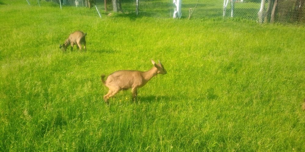Ieduță alpină , originală, de 2 luni, i