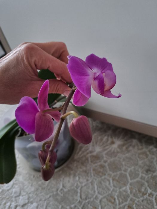 Продам орхидеи.каждая по 5000