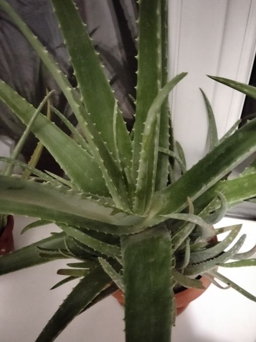 Комнатные растения алоэ