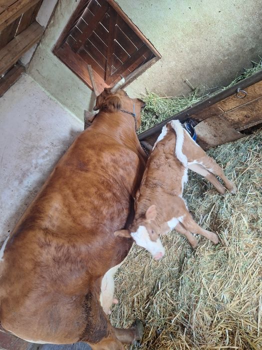 Vând vaca de 9 ani cu vitea