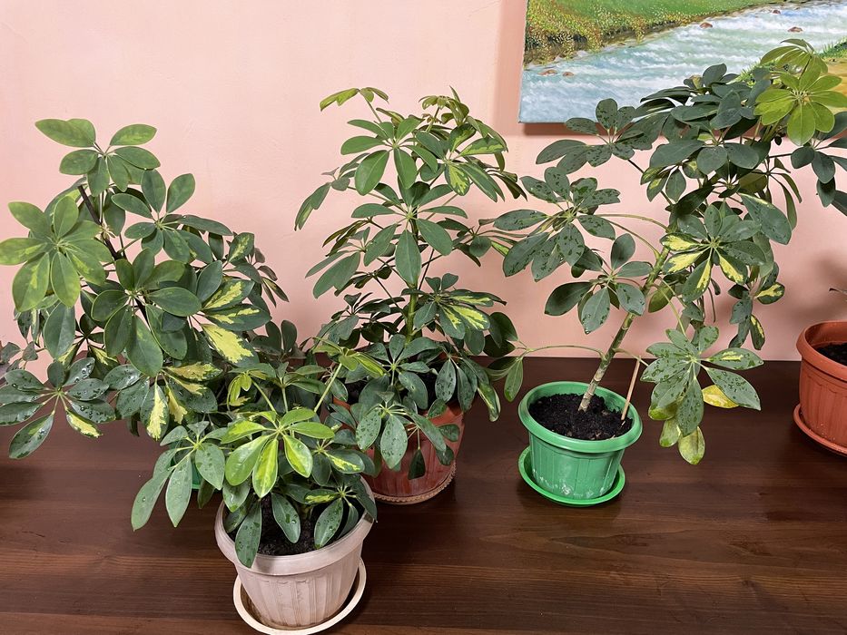 Шефлера, шеффлеры