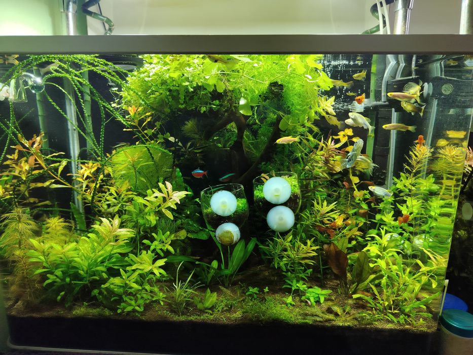 Продам растения для аквариума.