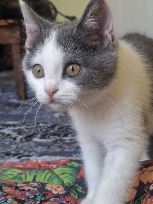 Продаётся котёнок девочка