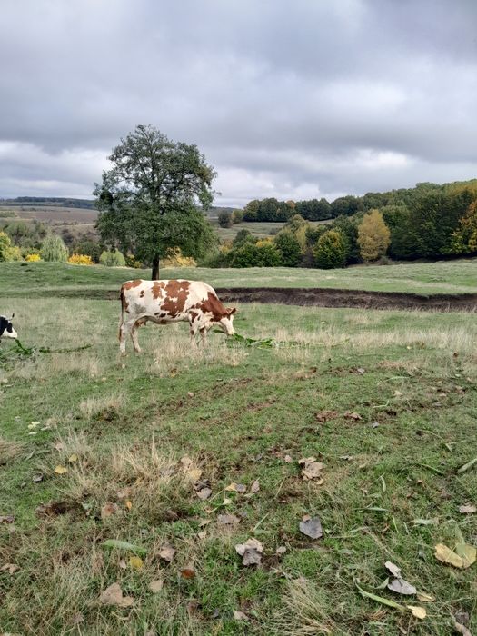 Vaca disponibila
