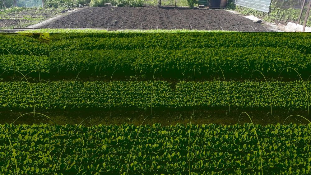 Дача Садовое общество Мичуринец