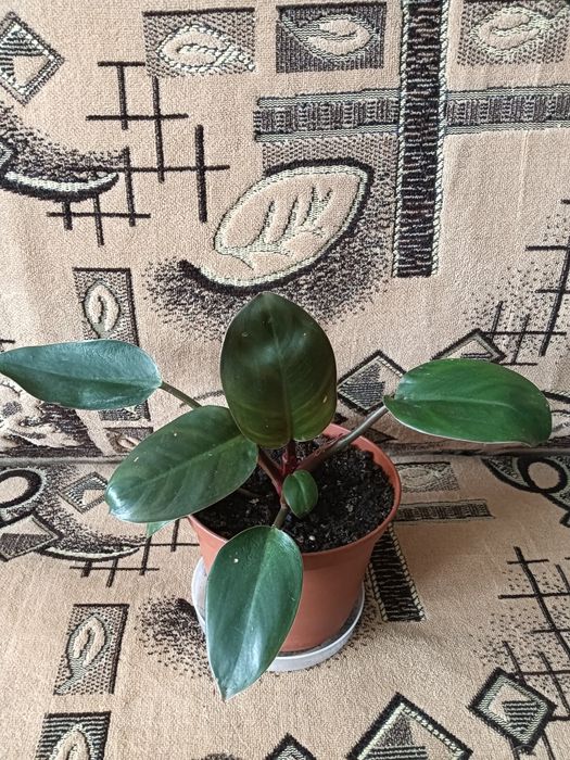 Продам цветы комнатные