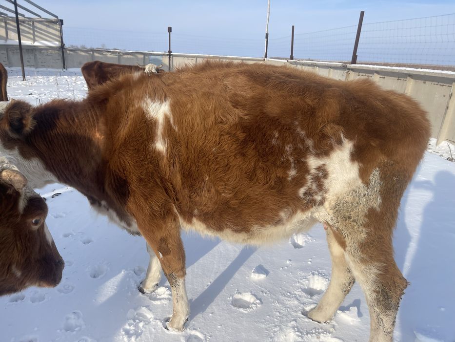 Продам коров Тайтобе