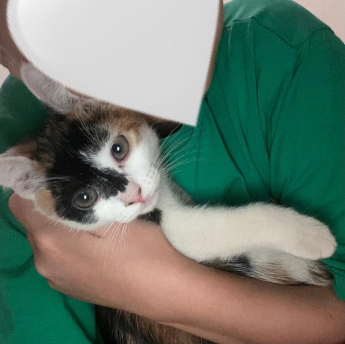 Мысық тегін берледі