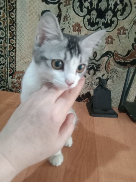 Домашние животные