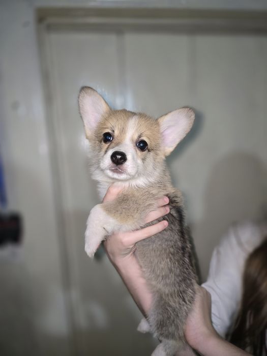 Вельш корги пемброк