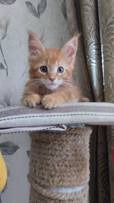 Продам котят цены разные