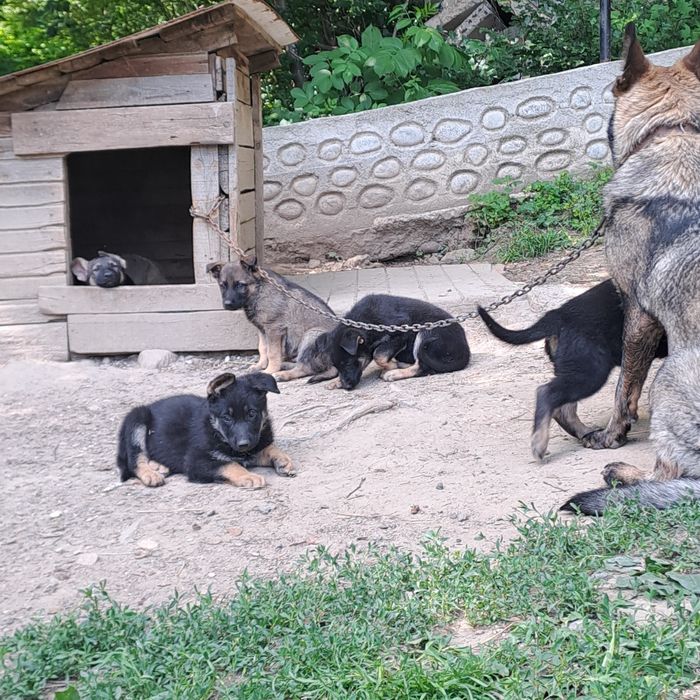 Немска овчарка с потекло