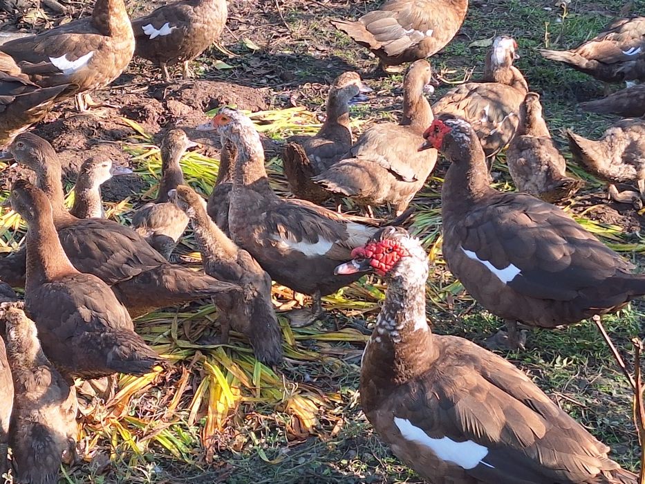 Vând rațoi  leșești