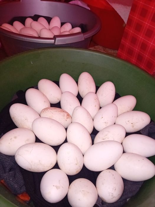 Vând Ouă de Gâscă , 5 lei oul ,BUZĂU