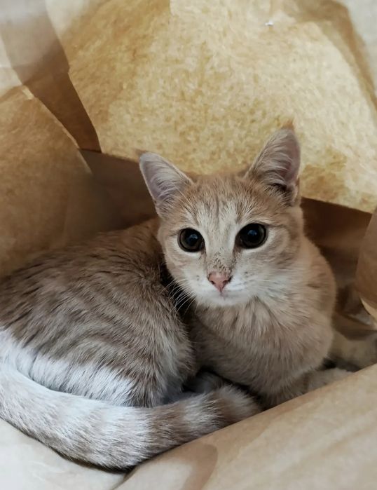 Отдадим кошечку в хорошие руки