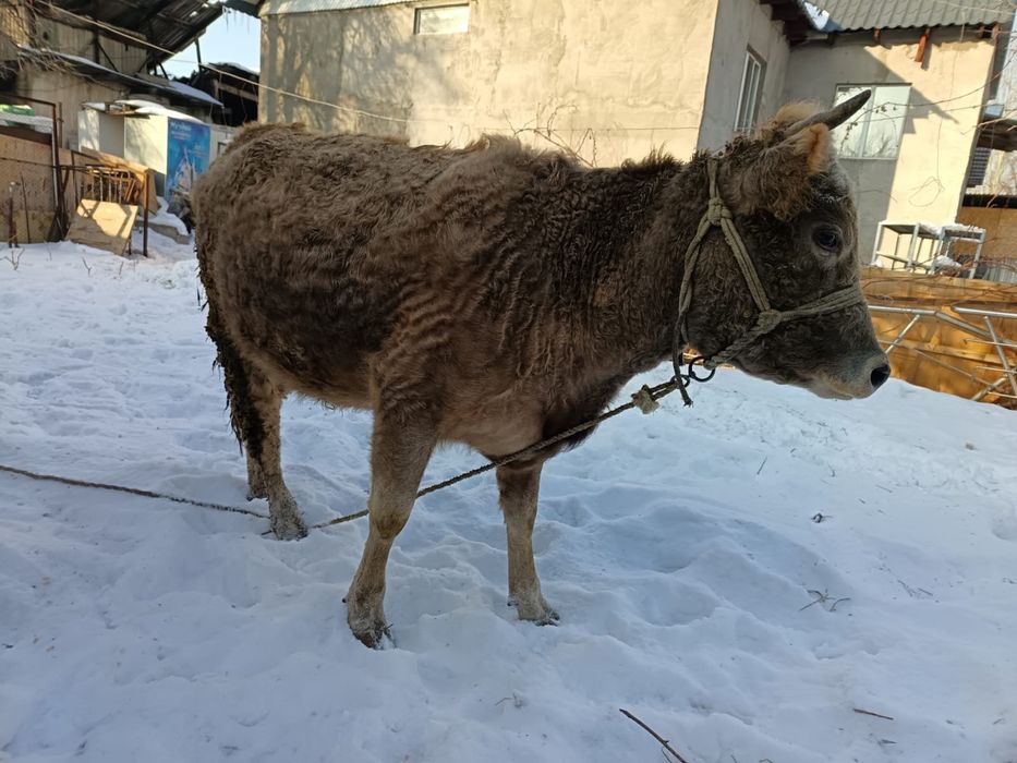 Корова сиыр теленок