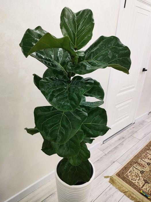 Комнатные растения, доставка